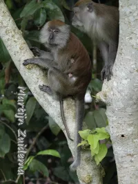 Primaten [Primates]